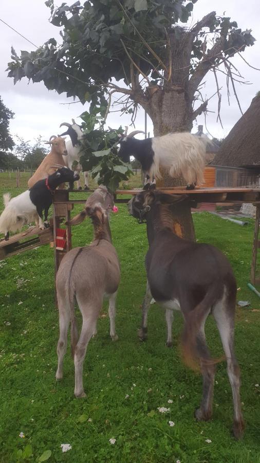 Chaumiere Du Chateau D'O Et Sa Mini Ferme ,Gite 21Couchages Goupil-Othon Bagian luar foto