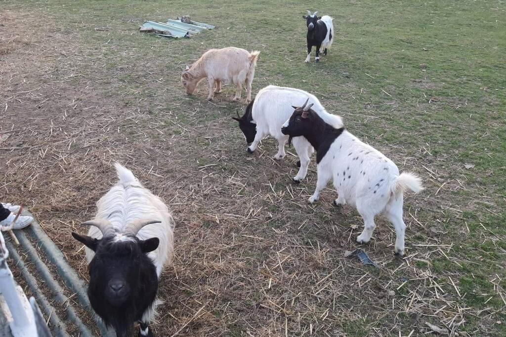Chaumiere Du Chateau D'O Et Sa Mini Ferme ,Gite 21Couchages Goupil-Othon Bagian luar foto